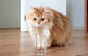Хитрая кошка пьет воду из стакана