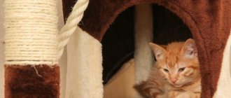 Идиопатический цистит кошек: симптомы, лечение, профилактика