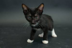Имена для чёрных кошек и котов