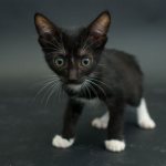 Имена для чёрных кошек и котов