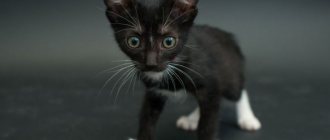 Names for black cats and male cats