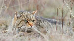 Интересные факты о жизни кавказской лесной кошки