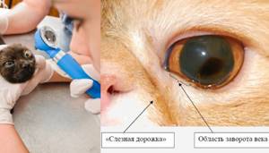 Исследование слезного канала у кошки