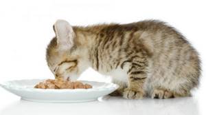 Из чего делают корм для кошек?