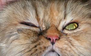 Из-за чего кошка может щурить один глаз?