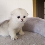 Image - buying a Scottish kitten