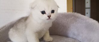Image - buying a Scottish kitten