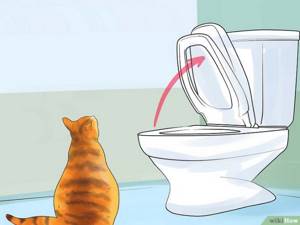 Изображение с названием Toilet Train Your Cat Step 10