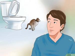 Изображение с названием Toilet Train Your Cat Step 11