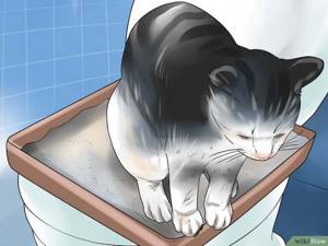 Изображение с названием Toilet Train Your Cat Step 5