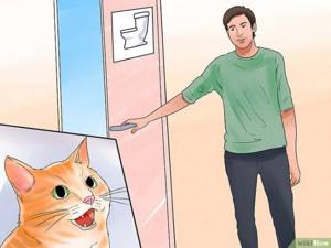 Изображение с названием Toilet Train Your Cat Step 9