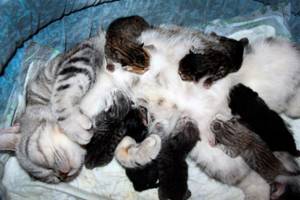 К сожалению, дисплазия - недуг, передающийся по наследству, особенно часто просыпающийся у представителей конкретных породных разновидностей после рождения котятам нужны только тепло и еда