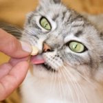 Как давать коту обычные пивные дрожжи