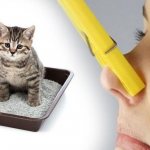 Как избавиться от запаха кошачьей мочи в квартире