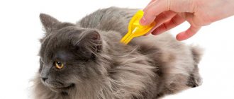 Как капать капли от блох кошке?