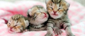 Как кормить новорожденного котенка без кошки