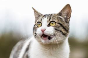 Как кошка может заболеть бронхитом