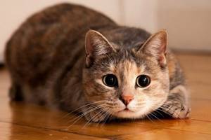 Как кошка указывает на присутствие негатива в доме