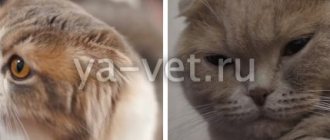 как лечить панлейкопению у котят