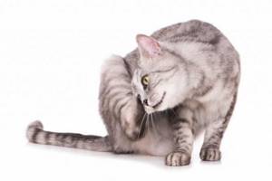 Как лечить выпадение шерсти у кошек