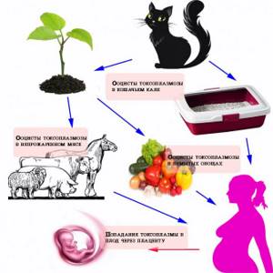 Как можно заразиться токсоплазмозом от кошки