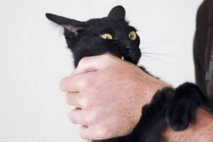 Как наказать кота за агрессию