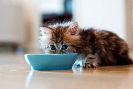 Как научить котенка самостоятельно есть твердую пищу