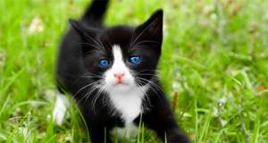 как назвать черно-белого котенка девочку