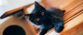 Как назвать черного котенка мальчика читайте статью
