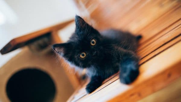 Как назвать черного котенка мальчика читайте статью