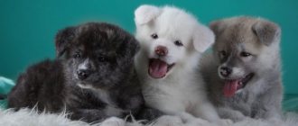What to name a puppy