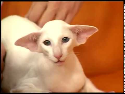 Как называется порода кошек похожих на грузина. Все породы кошек с фотографиями