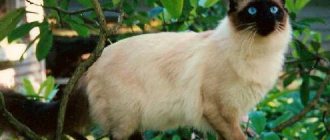 What is the name of a breed of cat that looks like a Siamese?