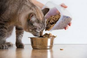 Как отмерить нужную порцию для кошки