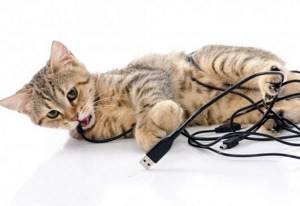 Как отучить кошку грызть провода?
