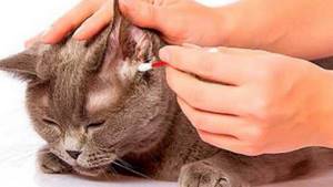 как почистить уши кошке