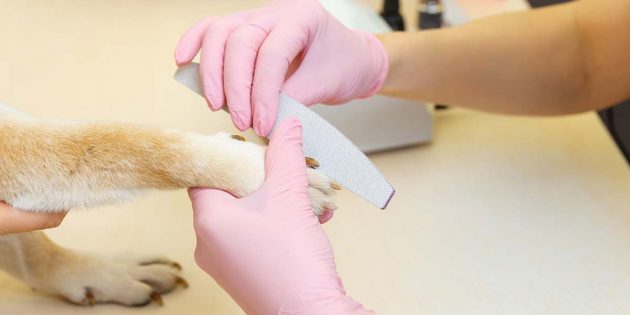 Как подпилить когти кошке или собаке