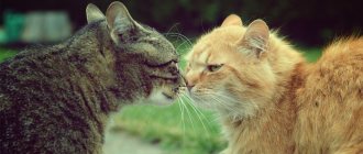 Как подружить кошек