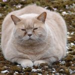 Как помочь кошке похудеть