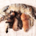 How to help a cat give birth to a cat at home