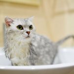 Как помыть кота