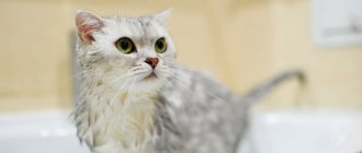 Как помыть кота