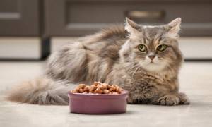 Как понять переедает кошка или недоедает