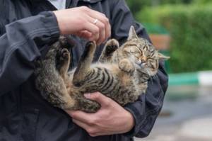 Как правильно держать кота на руках и брать животное, чтобы не причинить неудобств?