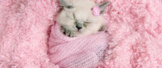 How to choose and how to accustom a kitten to a certain place to sleep