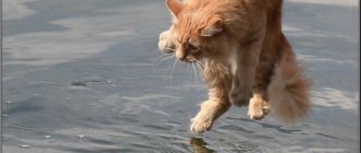 Как приучить кошку к купанию. Как приучить кошку к воде. Практические советы