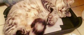 how to train a cat to use the litter box