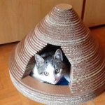 how to train a cat to sleep in a house