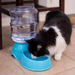 как приучить кота пить воду из миски