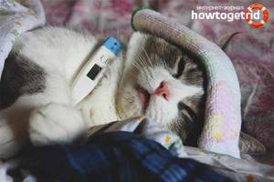 Как сбить высокую температуру у кошки в домашних условиях